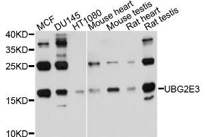 Western blot analysis of extracts of various cell lines, using UBE2G2 antibody. (UBE2G2 抗体)