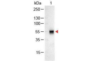 Western Blot of Goat anti-Rabbit IgG Antibody Alkaline Phosphatase Conjugated. (山羊 anti-兔 IgG (Heavy & Light Chain) Antibody (Alkaline Phosphatase (AP)) - Preadsorbed)