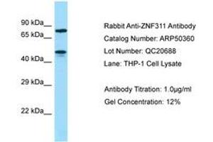 Image no. 1 for anti-Zinc Finger Protein 311 (ZNF311) (AA 187-236) antibody (ABIN6749919) (ZNF311 抗体  (AA 187-236))