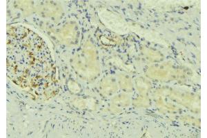 ABIN6273726 at 1/100 staining Mouse kidney tissue by IHC-P. (NDFIP2 抗体  (Internal Region))