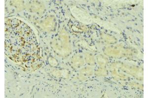 ABIN6273726 at 1/100 staining Mouse kidney tissue by IHC-P. (NDFIP2 抗体  (Internal Region))