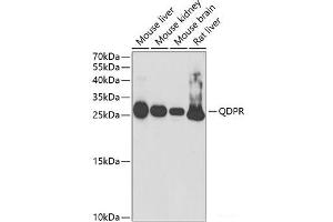 Western blot analysis of extracts of various cell lines using QDPR Polyclonal Antibody at dilution of 1:1000. (QDPR 抗体)