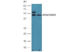 Lane 1: 293T cells; Lane 2: A431 cell lysates probed with Anti-HDAC3/HD3 Polyclonal Antibody  at 1:5000 90min in 37˚C. (HDAC3 抗体  (AA 31-130))