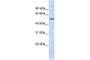 WB Suggested Anti-C19orf2 Antibody Titration:  0. (URI1 抗体  (Middle Region))