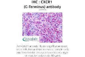 Image no. 1 for anti-Chemokine (C-X-C Motif) Receptor 1 (CXCR1) (C-Term) antibody (ABIN1733391) (CXCR1 抗体  (C-Term))