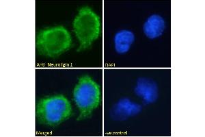 ABIN185446 Immunofluorescence analysis of paraformaldehyde fixed U251 cells, permeabilized with 0. (Neuroligin 1 抗体  (Internal Region))