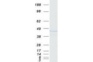 Western Blotting (WB) image for Potassium Voltage-Gated Channel, Shaker-Related Subfamily, beta Member 1 (KCNAB1) (Transcript Variant 3) protein (Myc-DYKDDDDK Tag) (ABIN2724014)