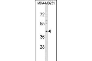 KCNJ15 Antibody (C-term) (ABIN1537165 and ABIN2848758) western blot analysis in MDA-M cell line lysates (35 μg/lane). (KCNJ15 抗体  (C-Term))