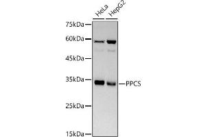 Western blot analysis of extracts of various cell lines, using PPCS antibody (ABIN7269360) at 1:500 dilution.