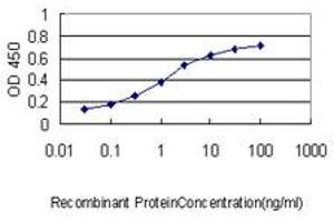 Detection limit for recombinant GST tagged KIAA0101 is approximately 0. (KIAA0101 抗体  (AA 1-111))