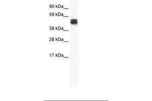 Image no. 1 for anti-MPN Domain Containing (MPND) (AA 172-221) antibody (ABIN202518) (MPND 抗体  (AA 172-221))