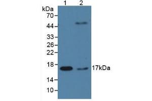 Figure. (PPIA 抗体  (AA 2-165))