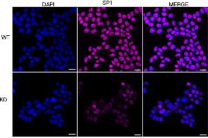 anti-Sp1 Transcription Factor (SP1) antibody