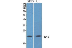 Western Blot (WB) analysis of specific cells using Bax Polyclonal Antibody. (BAX 抗体  (N-Term))