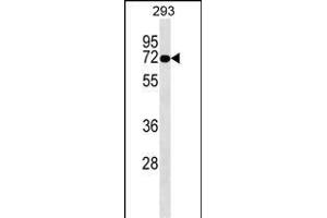 OTOP2 Antibody (Center) (ABIN1538326 and ABIN2849278) western blot analysis in 293 cell line lysates (35 μg/lane). (Otopetrin 2 抗体  (AA 336-363))