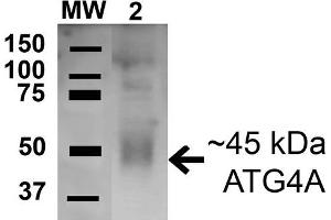 Western blot analysis of Human HeLa cell lysates showing detection of 45. (ATG4A 抗体  (AA 58-70) (HRP))