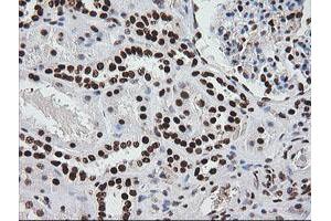Image no. 7 for anti-Zinc Finger and SCAN Domain Containing 18 (ZSCAN18) antibody (ABIN1501858)