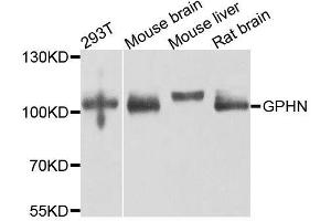 Western blot analysis of extracts of various cell lines, using GPHN antibody (ABIN5996450) at 1/1000 dilution. (Gephyrin 抗体)