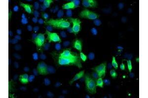 Anti-FGFR2 mouse monoclonal antibody (ABIN2454500) immunofluorescent staining of COS7 cells transiently transfected by pCMV6-ENTRY FGFR2 (RC217098). (FGFR2 抗体)