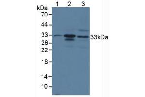 Figure. (CMA1 抗体  (AA 9-247))