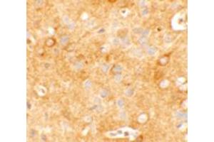 Immunohistochemical analysis of KCNK12 in mouse brain tissue with KCNK12 polyclonal antibody  at 5 ug/mL. (KCNK12 抗体  (C-Term))