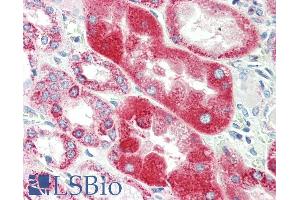 ABIN5539834 (5µg/ml) staining of paraffin embedded Human Kidney. (GLRA1 抗体  (Internal Region))
