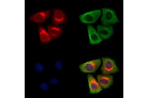 ABIN7094684 and ABIN7098735 staining Hela cells by IF/ICC. (BSCL2 抗体  (Internal Region))