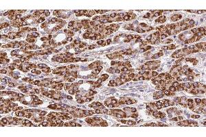 Immunohistochemistry (IHC) image for anti-Olfactory Receptor, Family 51, Subfamily F, Member 2 (OR51F2) (C-Term) antibody (ABIN6263811)