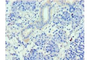 Immunohistochemistry of paraffin-embedded human pancreatic tissue using ABIN7159661 at dilution of 1:100 (WDR77 抗体  (AA 1-260))
