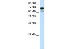 Western Blotting (WB) image for anti-Elongation Factor RNA Polymerase II (ELL) antibody (ABIN2460171) (ELL 抗体)
