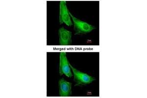 ICC/IF Image Immunofluorescence analysis of paraformaldehyde-fixed HeLa, using CENTG2, antibody at 1:200 dilution.
