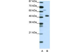 Western Blotting (WB) image for anti-Zinc Finger Protein 259 (znf259) antibody (ABIN2461709) (ZNF259 抗体)
