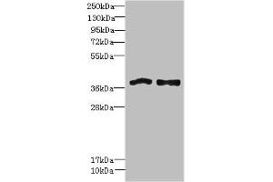 Western blot All lanes: FPR1 antibody at 6 μg/mL Lane 1: Colo320 whole cell lysate Lane 2: HT29 whole cell lysate Secondary Goat polyclonal to rabbit IgG at 1/10000 dilution Predicted band size: 39 kDa Observed band size: 39 kDa (FPR1 抗体  (AA 306-350))