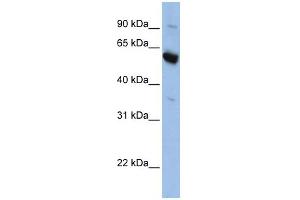 WB Suggested Anti-SLC45A3 Antibody Titration:  0. (SLC45A3 抗体  (Middle Region))