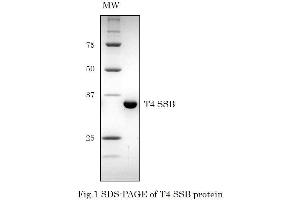 Western Blotting (WB) image for T4 SSB (Active) protein (ABIN2452207) (T4 SSB (Active) 蛋白)