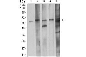 Western blot analysis using CDC37 mouse mAb against K562 (1), LNcap (2), A431 (3), HEK293 (4), and C2C12 (5) cell lysate.