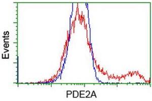 HEK293T cells transfected with either RC207219 overexpress plasmid (Red) or empty vector control plasmid (Blue) were immunostained by anti-PDE2A antibody (ABIN2454150), and then analyzed by flow cytometry. (PDE2A 抗体)