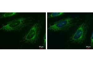 Immunofluorescence (IF) image for anti-Fas-Activated serine/threonine Kinase (FASTK) (C-Term) antibody (ABIN2855426)