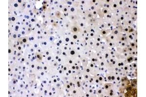 IHC testing of FFPE mouse liver with PC4 antibody at 1ug/ml. (SUB1 抗体  (AA 96-127))