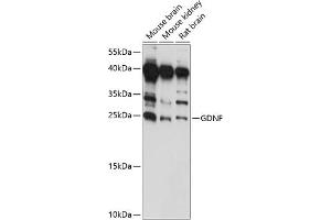 Western blot analysis of extracts of various cell lines, using GDNF antibody (ABIN7267388) at 1:1000 dilution. (GDNF 抗体  (AA 109-211))