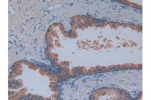 IHC-P analysis of Human Prostate Gland Tissue, with DAB staining. (MAG 抗体  (AA 133-237))