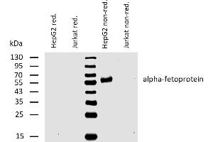 Western blotting analysis of human alpha-fetoprotein using mouse monoclonal antibody AFP-01 on lysates of HepG2 cell line and Jurkat cell line (negative control) under reducing and non-reducing conditions. (alpha Fetoprotein 抗体)