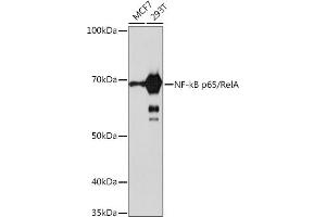 Western blot analysis of extracts of various cell lines, using NF-kB p65/RelA antibody (ABIN7268995) at 1:1000 dilution. (NF-kB p65 抗体)