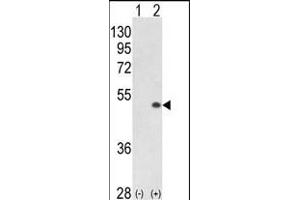 Western blot analysis of PCTK1 (arrow) using rabbit polyclonal PCTK1 C-term (ABIN391247 and ABIN2837844). (CDK16 抗体  (N-Term))