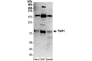 anti-TNFAIP3 Interacting Protein 1 (TNIP1) (AA 586-636) antibody