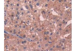 Detection of SIGIRR in Human Liver Tissue using Polyclonal Antibody to Single Ig IL1 Related Receptor (SIGIRR)