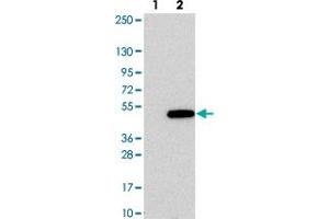 Western blot analysis of Lane 1: Negative control (vector only transfected HEK293T lysate). (ZNF843 抗体)
