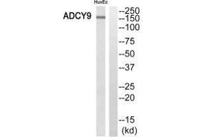 ADCY9 抗体  (N-Term)