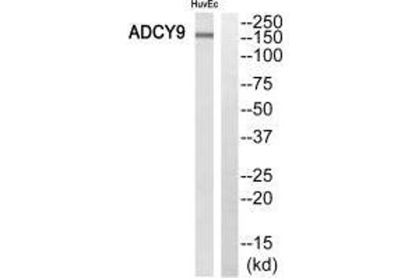 ADCY9 抗体  (N-Term)