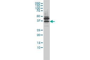 JAM2 monoclonal antibody (M01), clone 1G4 Western Blot analysis of JAM2 expression in LNCaP (JAM2 抗体  (AA 29-298))
